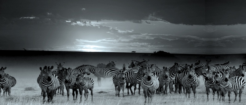 응고롱고로 얼룩말.jpg