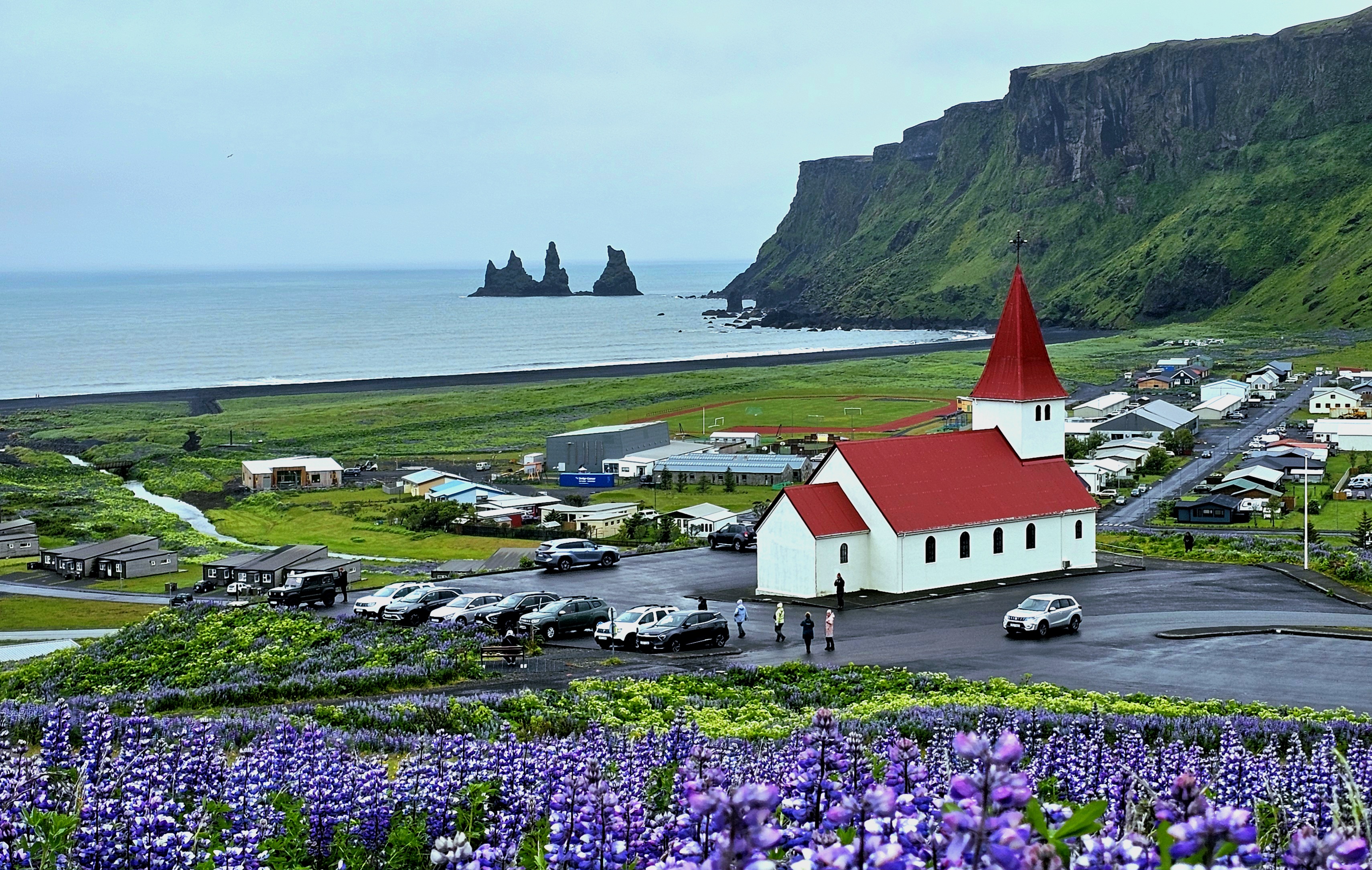 호픈 루피나.jpg