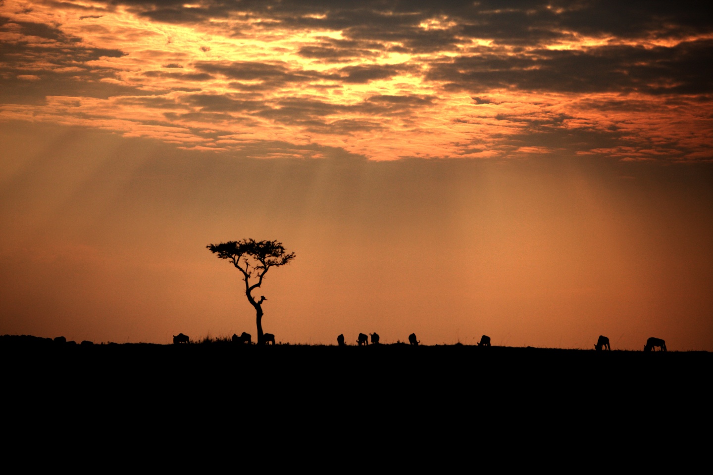 탄자니아 세렝게티.jpg